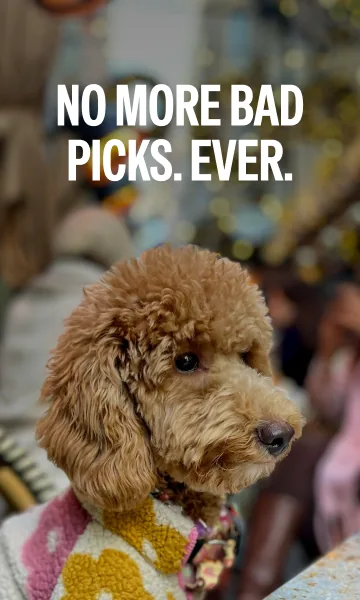 Paywall photo: a poodle in a knitted jacket in a busy street.